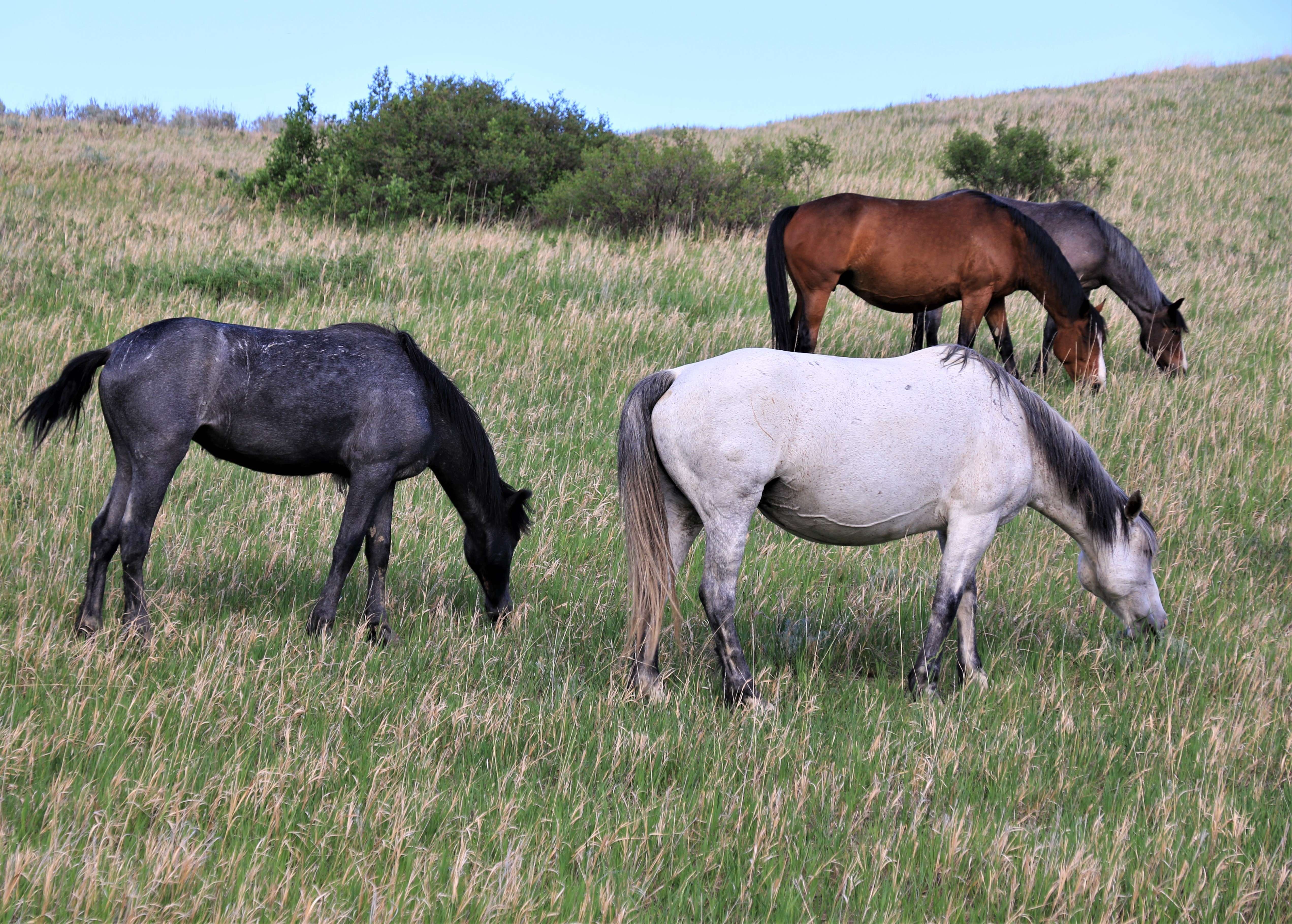 Theodore Roosevelt NP